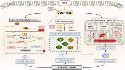 A review of the mechanisms of abnormal ceramide metabolism in type 2 diabetes mellitus, Alzheimer’s disease, and their co-morbidities